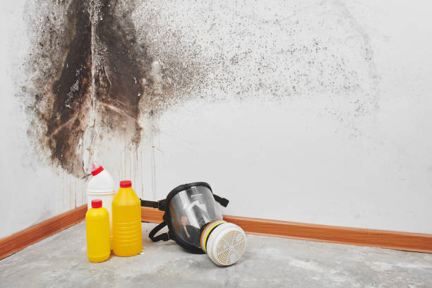 Best Post-Flood Mold Remediation in Liolnton, NC