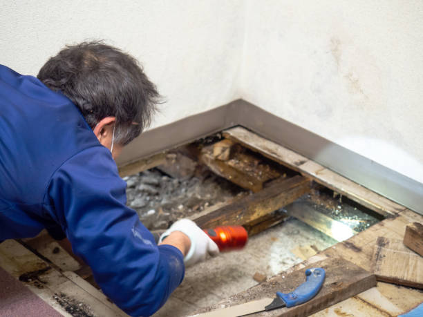 Best Commercial Mold Remediation in Liolnton, NC