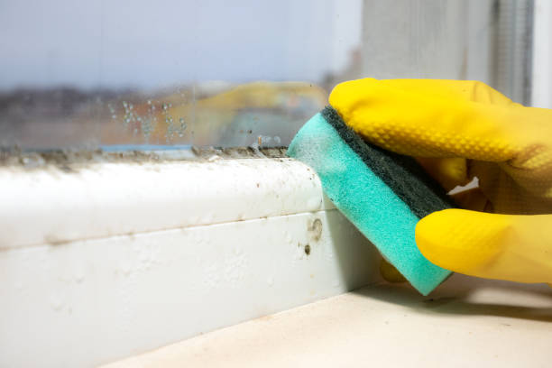  Liolnton, NC Mold Removal Pros
