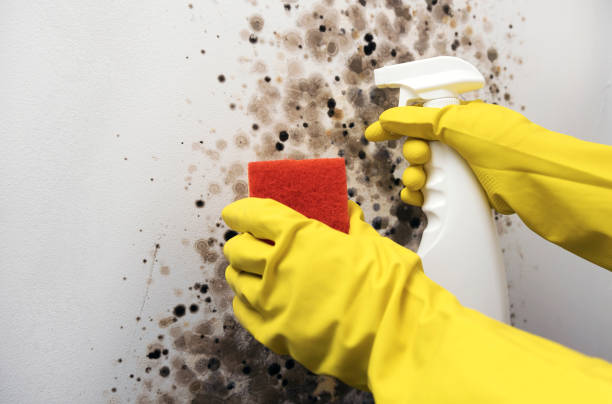 Best Mold Remediation for Specific Building Types in Liolnton, NC