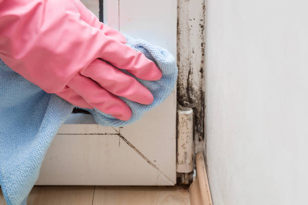 Best Basement Mold Remediation in Liolnton, NC
