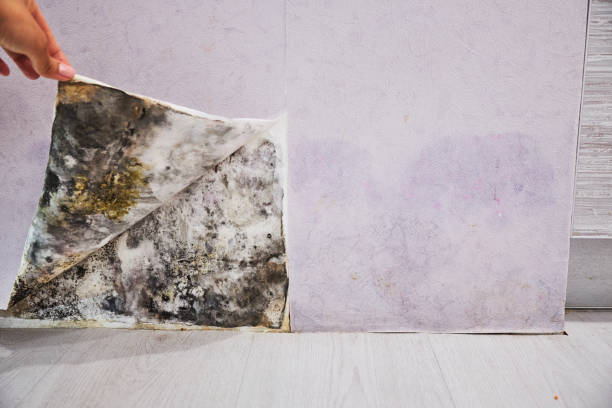 Best Localized Mold Remediation (e.g., coastal areas, humid climates) in Liolnton, NC